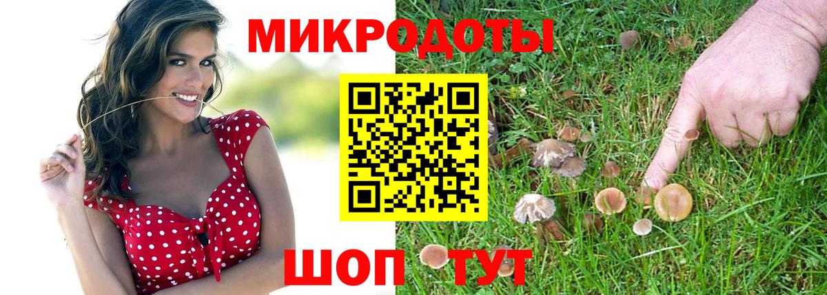 где купить наркотик  Черняховск  Псилоцибиновые грибы прущие грибы  Псилоцибиновые грибы Psilocybe 