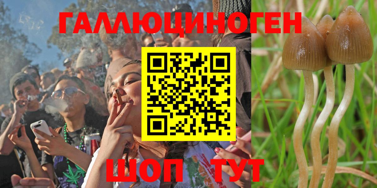 Псилоцибиновые грибы Psilocybe  Вход с VPN  Черняховск  Псилоцибиновые грибы Psilocybine cubensis 